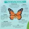 Picture of SMART KIDS LIFE CYCLE OF A BUTTERFLY